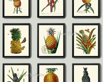 Pineapple Wall Art Print Set of 9 Antique Beautiful Antique Vintage Botanical Illustration Tropical Home Decor Decoration Poster to Frame