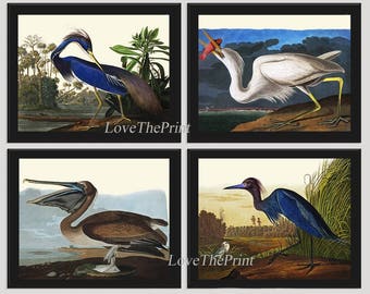 Bird Print Set of 4 Beautiful Antique Audubon Louisiana Heron Great White Heron Pelican Blue Crane Illustration Drawing Home Room Wall Decor