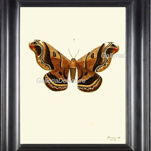 Butterfly Print Art M11 4x6 5x7 8x10 11x14 Beautiful Large Antique Butterfly Digital Collage Home Wall Living Room Bedroom Room Wall Decor