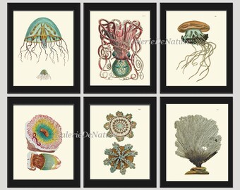 May include: A set of six vintage illustrations of sea life, including a jellyfish, an octopus, a coral, and a starfish. The illustrations are in a muted colour palette of blues, greens, and browns.
