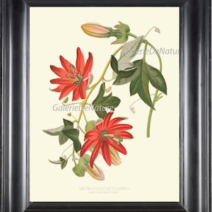 BOTANISCHEN Drucken Flower Art P18 schönes Tacsonia Passion Flower Passiflora Passionsblume Antique Tropical Zuhause Dekor Illustration zum Frame