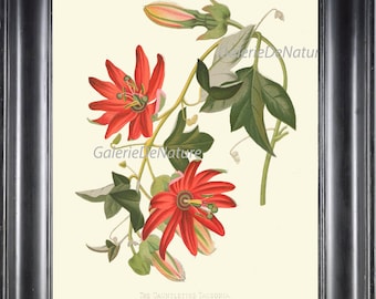 BOTANICAL PRINT Flower Art P18 Beautiful Tacsonia Passion Flower Passiflora Passionflower Antique Tropical Home Decor Illustration to Frame
