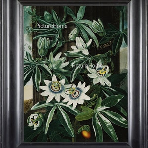 Botanical Art Print Thornton 16 Beautiful Antique Large White Green Passion Flower Tropical Nature Home Room Wall Decor to Frame Decoration