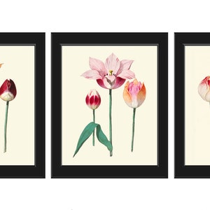 Tulip Botanical Wall Art Print Set of 3 Beautiful Antique Illustration Pink Orange Green Spring Summer Flowers Home Room Decor to Frame ABD