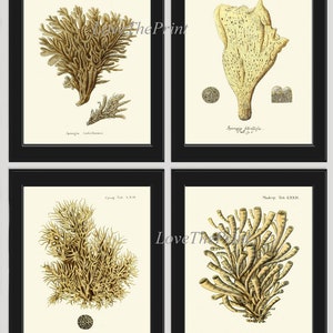 Koralle Wandbild 4er Set Drucke Schöne Antike Vintage Illustration Bild Home Room Dekor Meer Ozean Küsten Marine zu Rahmen ES