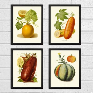 Vegetable Wall Art Print Set of 4 Beautiful Antique Vintage Garden Plants Illustration Picture Garden Nature Home Room Kitchen Wall Decor IH