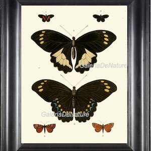 Butterfly Print Art C7 4x6 5x7 8x10 11x14 Beautiful Antique Butterflies Natural Science Large Picture Home Wall Room Decoration to Frame