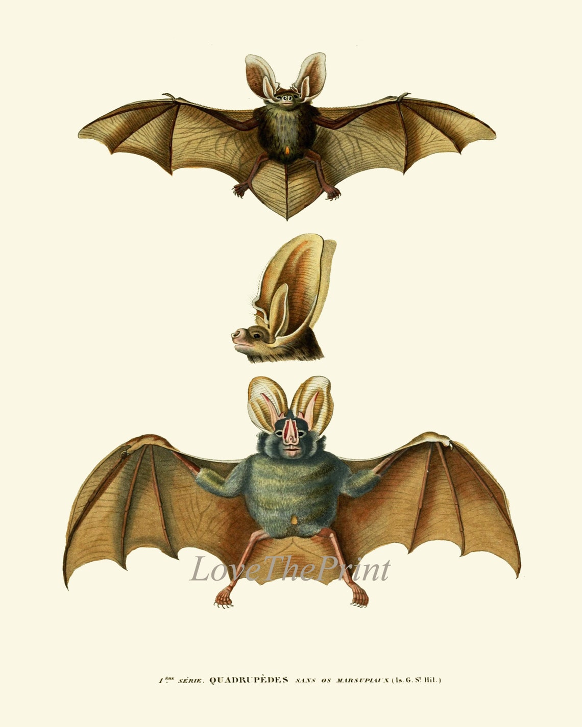 Bat Print Wall Art Set of 4 Prints Beautiful Antique Vintage ...