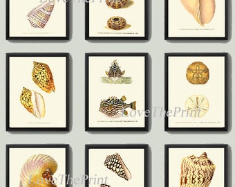 Seashell Sea Shell Art Print Set of 9 Antique Beautiful Ocean Sea Marine Nature Ivory Background Bathroom Bedroom Home Decor to Frame DON