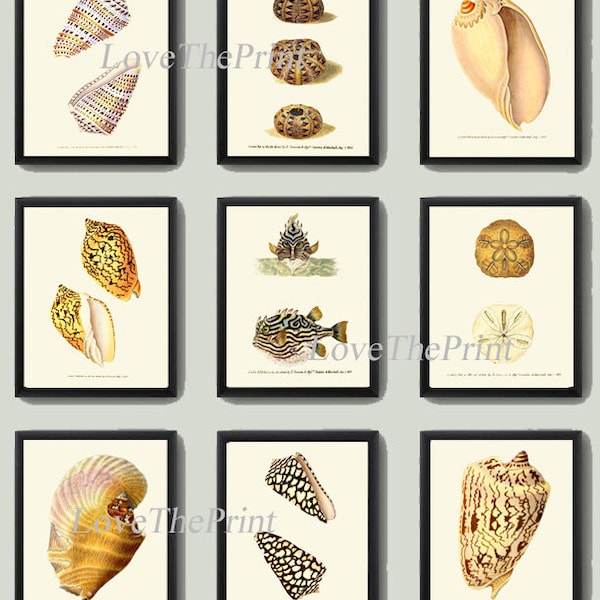 Sea Shell Print - Etsy