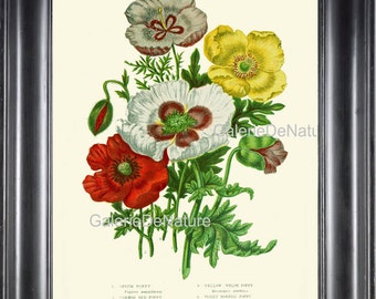 BOTANICAL PRINT Flower Art S164 4x6 5x7 8x10 11x14 Beautiful Poppies Bouquet White Red Yellow Poppy Dining Living Room Wall Decor to Frame
