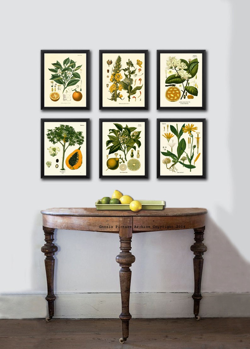 add a touch of nature to your kitchen with citrus... Botanical PRINT SET of 6 Art K111 Beautiful Citrus Fruit Tropical ...