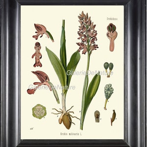 Botanische kunst 29 afdrukken Kohler 4 x 6 5 x 7 8 x 10 11x14 prachtige orchidee roze antiek ivoor achtergrond tropische bloem grafiek bloemblaadjes lamp Plant