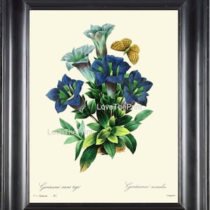 Botanical Print R61 Redoute Large Wall Art Beautiful Blue Gentian Flower Butterfly Antique Home Room Wall Decor to Frame Cottage Living Room