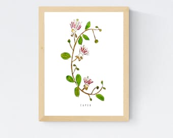 Watercolor Caper Herb Letter C Print: Botanical Alphabet Art