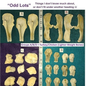 May include: A close-up of various animal bones labeled with letters A, B, C, and D. The bones are arranged on a green and purple surface. The caption reads "Odd Lots" and "Things I don't know much about, or don't fit under another heading".