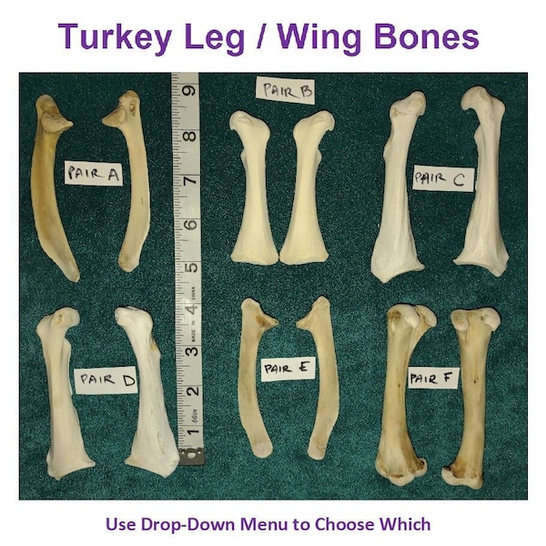 Turkey Leg and Wing Bones - Cleaned/Sanitized for Crafting/Jewelry/Sculpture/Costume Design. Real Bone from mountains of NM
