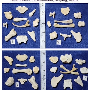 CLEAN Bones for Scrying / Voodoo / Divination / Crafting / Costumes. Scroll Through Photos to Choose Your EXACT Group - Real Natural Bones