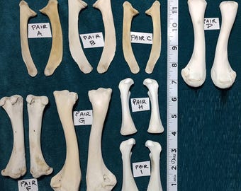 Turkey Leg and Wing Bones - Cleaned/Sanitized for Crafting/Jewelry/Sculpture/Costume Design. Real Bone