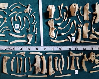 30 Broken Bones Bits and Pieces - CLEAN Bones for Scrying / Voodoo / Divination / Crafting / Costumes. Real Natural Bones