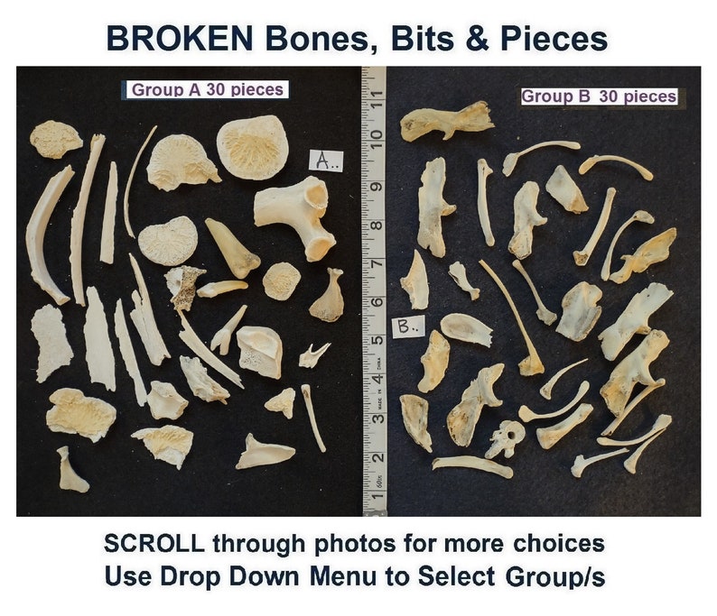 BROKEN Bone Bits, Scraps, and Pieces for Scrying / Voodoo / Divination / Crafting / Costumes. Scroll Thru Photos to Choose Your EXACT Group 