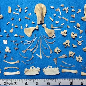 100 Tiny/Small CLEAN Bones for Scrying / Voodoo / Divination / Crafting / Costumes. Real Natural Bones