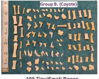 100 Tiny/Small CLEAN COYOTE Bones for Scrying / Voodoo / Divination / Crafting / Costumes. Real Natural Bones