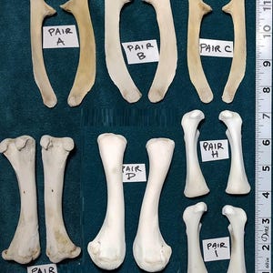 May include: An assortment of bone pairs, labeled A through I, are displayed against a dark green background. The bones vary in size and shape, with some curved and others more straight. A ruler is visible along the right side, providing scale.