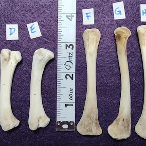 Chicken Leg Bones - CLEAN - Bones for Scrying / Voodoo / Divination / Crafting / Costumes. Real Natural Bones