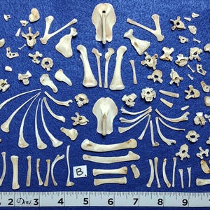 100 Tiny/Small CLEAN Bones for Scrying / Voodoo / Divination / Crafting / Costumes. Real Natural Bones