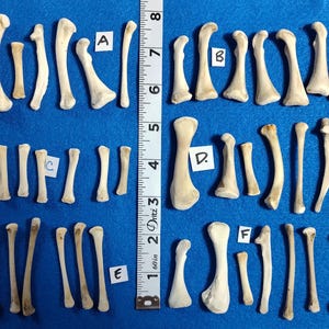 May include: A collection of various off-white animal bones arranged in rows on a blue surface, labeled A through F, with a vertical white measuring tape showing a length of 8 inches to provide scale for the assorted bone specimens.