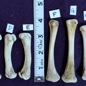 May include: Ten off-white animal bones labeled A through J, arranged in two rows next to a Dritz measuring tape showing a length of five inches. The bones are elongated with rounded ends, displaying natural textures and variations in bone color.