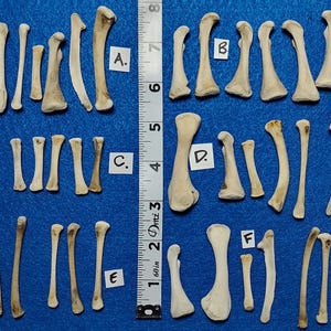 May include: A collection of off-white animal bones arranged in six labeled groups from A to F, positioned next to a vertical measuring tape showing 8 inches. The bones vary in length and thickness, displaying natural textures and smooth surfaces.