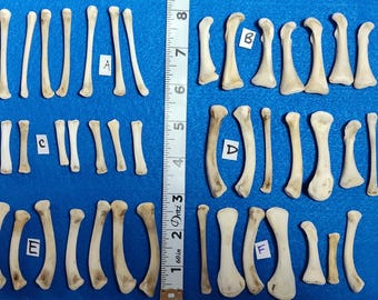 7 small CLEAN Leg/Wing Bones for Scrying / Voodoo / Divination / Crafting / Costumes. Real Natural Bones