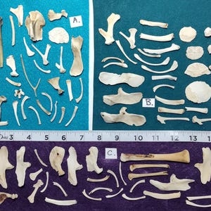 May include: A collection of assorted off-white animal bones arranged in three groups labeled A, B, and C. A Dritz measuring tape is positioned below the bones, showing a scale of 15 inches to provide a reference for the size of the specimens.