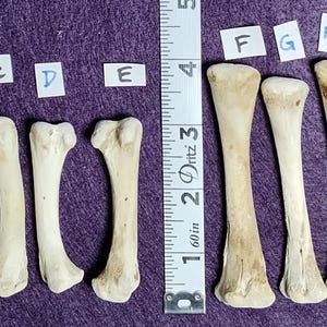 May include: Ten off-white animal bones labeled A through J, arranged in two rows of five. A white measuring tape is positioned vertically between the two groups, showing a length of five inches for the bones. The bones have a smooth texture.