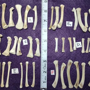 7 small CLEAN Leg/Wing Bones for Scrying / Voodoo / Divination / Crafting / Costumes. Real Natural Bones