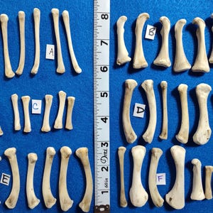 7 small CLEAN Leg/Wing Bones for Scrying / Voodoo / Divination / Crafting / Costumes. Real Natural Bones