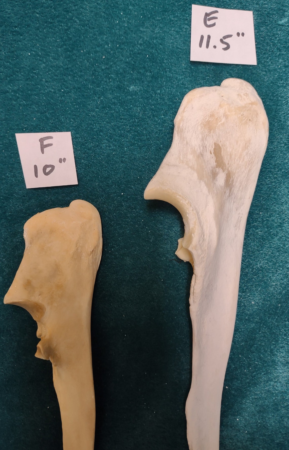 Elk Ulna leg Bones Cleaned/sanitized for - Etsy