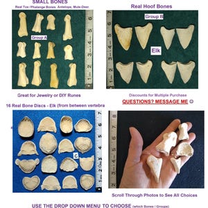 Small Bone Groups: Wild Animal Bones Toe/Hoof/Disc. Professionally CLEANED for Crafting/Jewelry/Sculpture/Costume Design. Found Real Bones