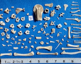 100 Tiny/Small CLEAN Bones for Scrying / Voodoo / Divination / Crafting / Costumes. Real Natural Bones