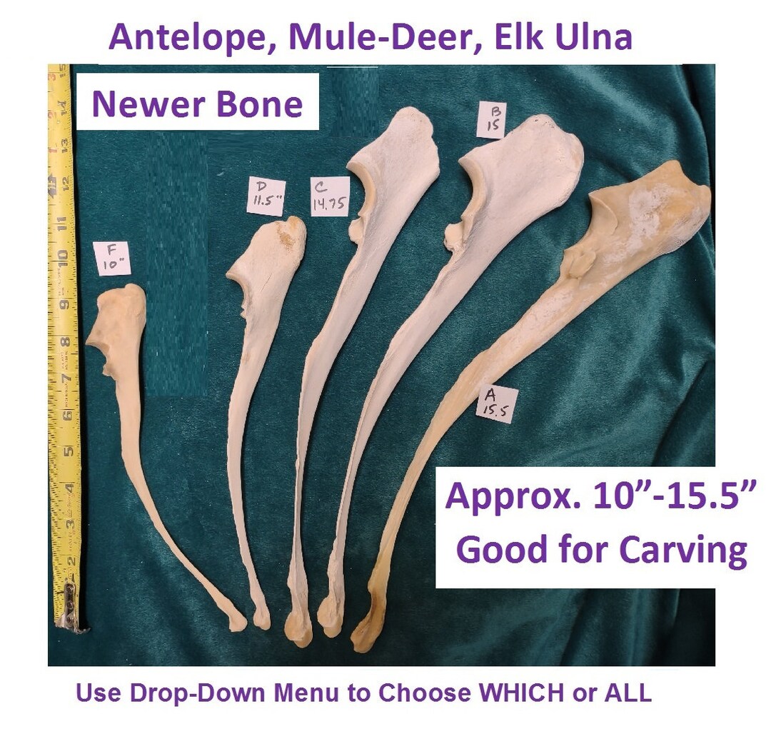 Elk Ulna leg Bones Cleaned/sanitized for Crafting/jewelry/sculpture ...