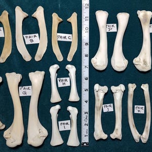 Turkey Leg and Wing Bones - Cleaned/Sanitized for Crafting/Jewelry/Sculpture/Costume Design. Real Bone