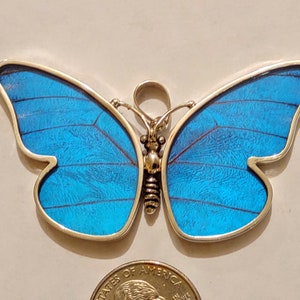 HUGE butterfly wing pendant, real butterflies, butterfly pendants, butterfly earrings, real butterfly gifts, jewelry with butterfly wings
