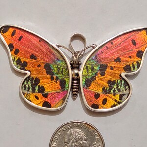 HUGE butterfly wing pendant, real butterflies, butterfly pendants, butterfly earrings, real butterfly gifts, jewelry with butterfly wings