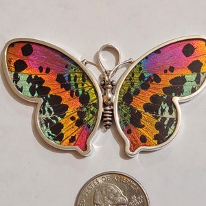 HUGE butterfly wing pendant, real butterflies, butterfly pendants, butterfly earrings, real butterfly gifts, jewelry with butterfly wings