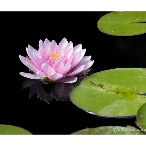 Water lily  photograph Digital Download |Fine Art Photography | wall art |flower image | floral photo