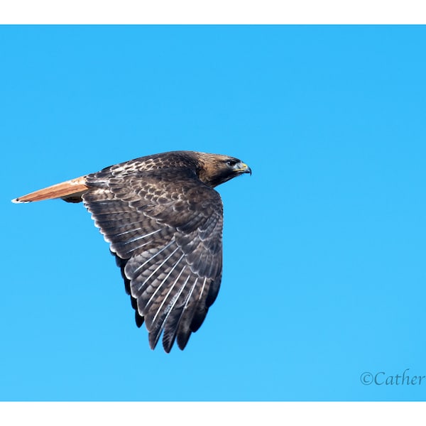 Red Tailed  Hawk  Photograph Digital Download Fine Art Photography Wild Life