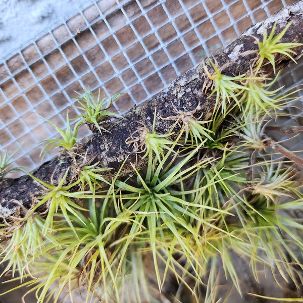 25 Air Plants (1"-1.5" Tillandsia - Small Mini Air Plants)