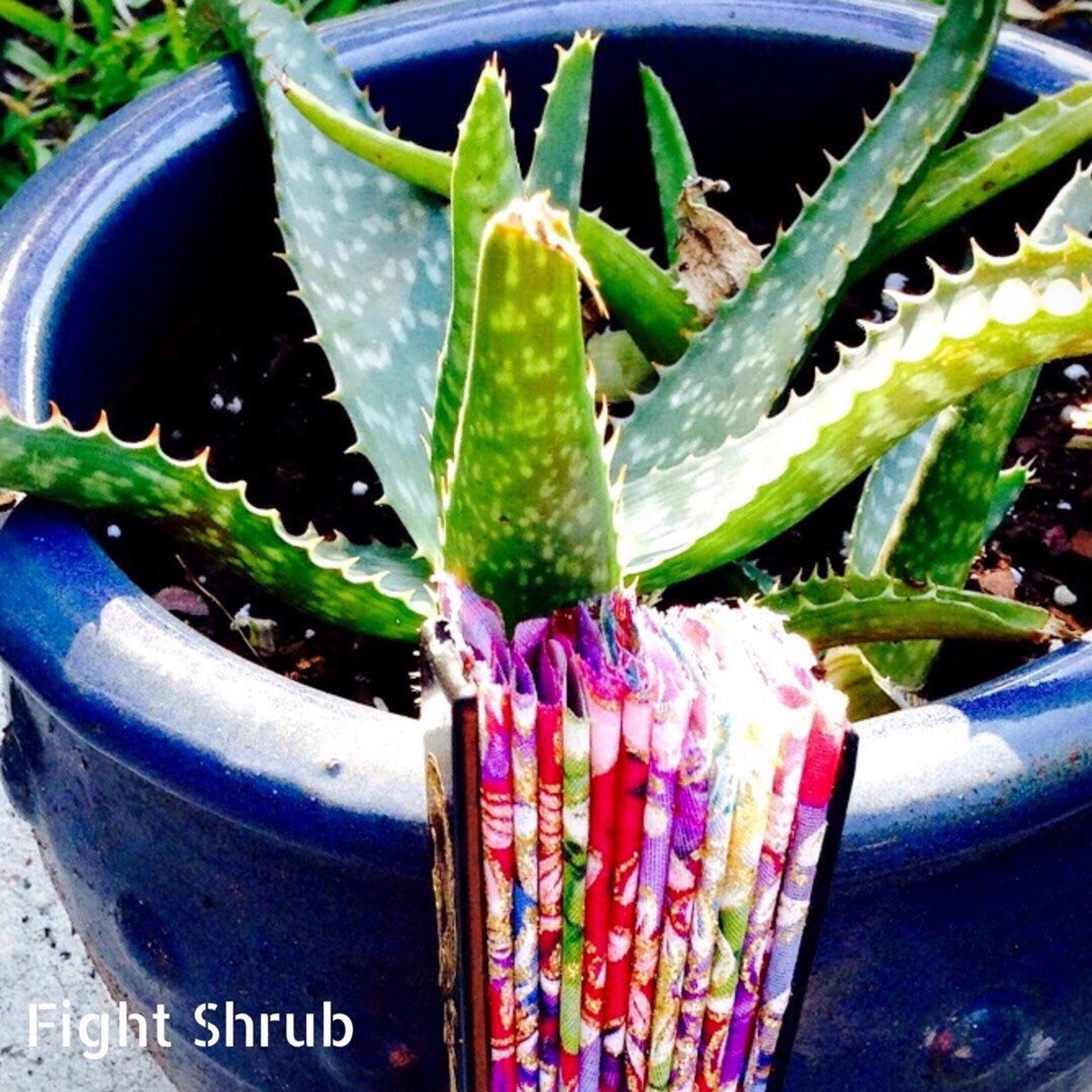 Live Aloe Vera Plant / Organic Zebra Leaf Rooted Aloe Plant / Etsy